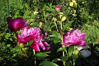 Collage of vibrant peony gardens from international contributors, highlighting diverse colors and settings.