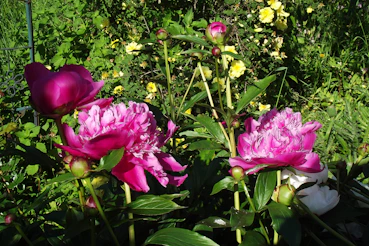 A vibrant garden scene featuring various peony varieties in full bloom under a clear sky.
