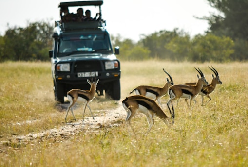 A group of gazelles running across a grassy pathway in front of a safari vehicle with passengers on top. The scene takes place in a natural reserve with trees and shrubbery in the background.