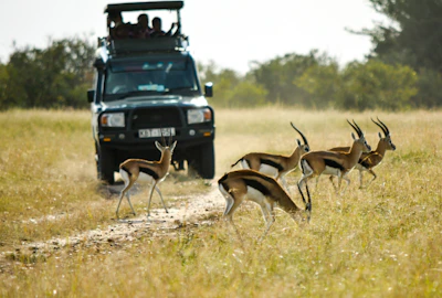 vehicle running near the antelope during daytim