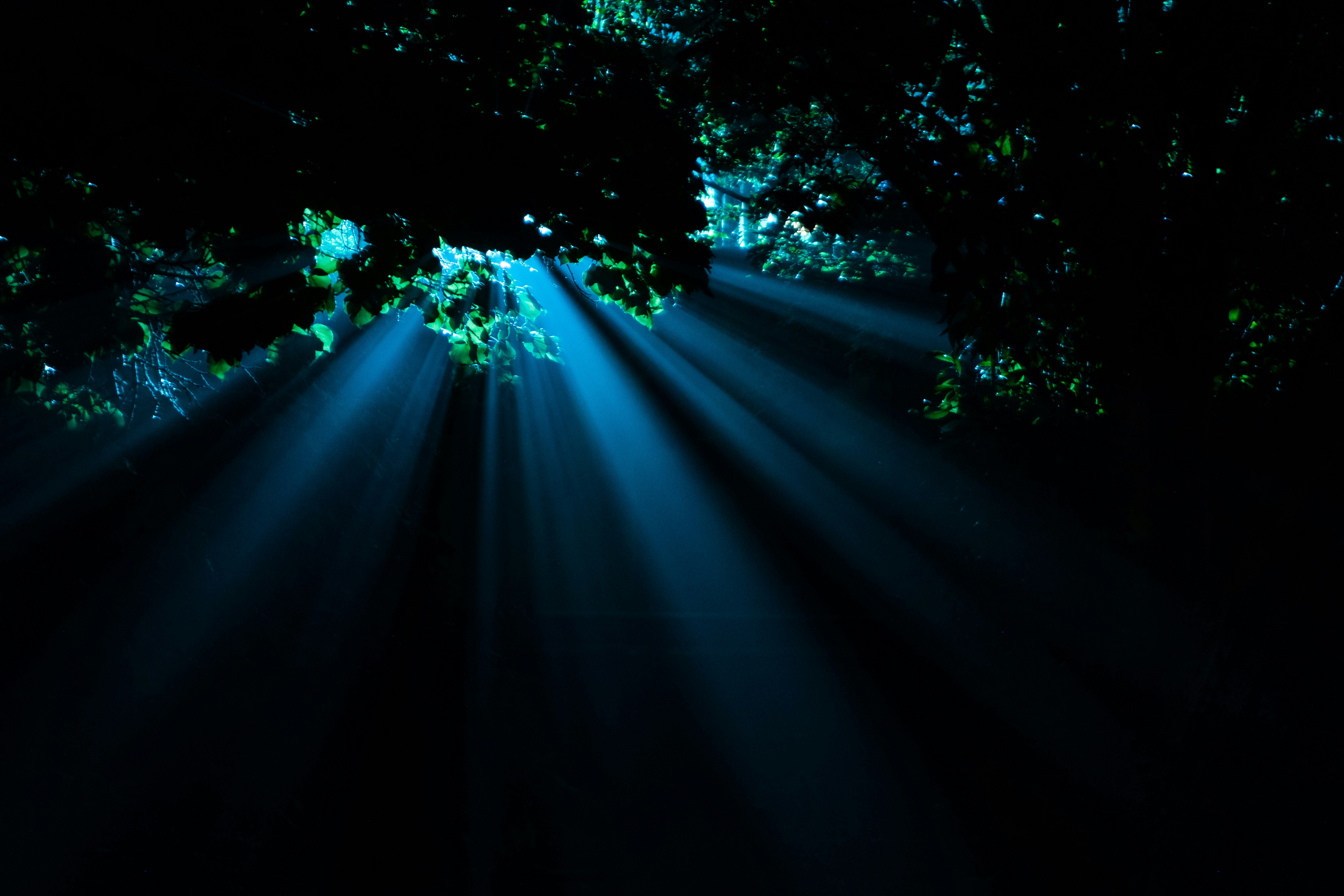 Mystical forest glow
