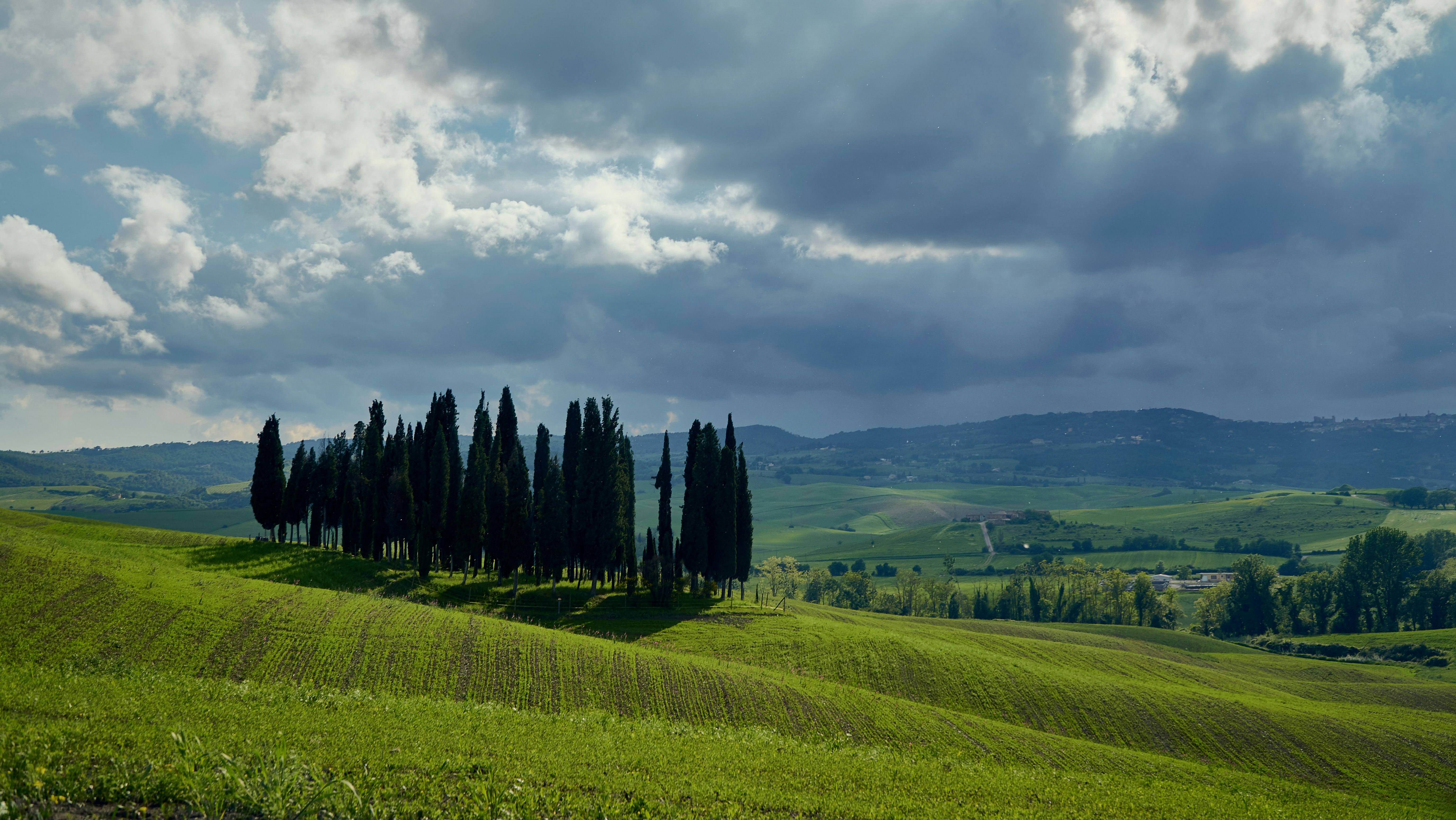 trees on grass field