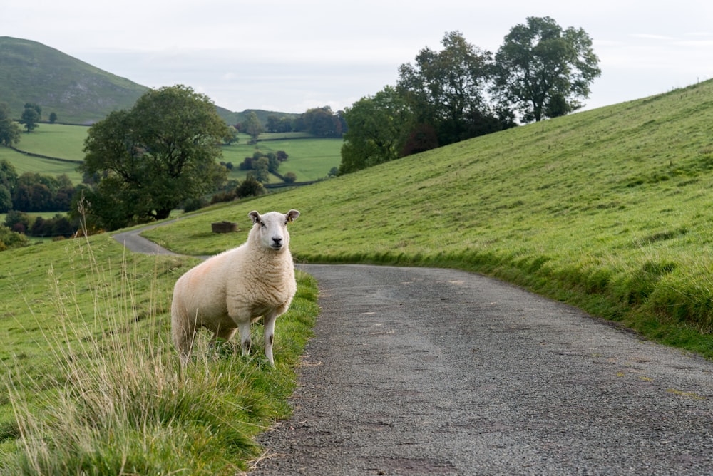 white sheep on top of grass