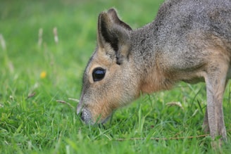 A rodent with a greyish-brown fur coat is grazing on green grass. Its large, dark eyes and elongated ears are prominently visible.