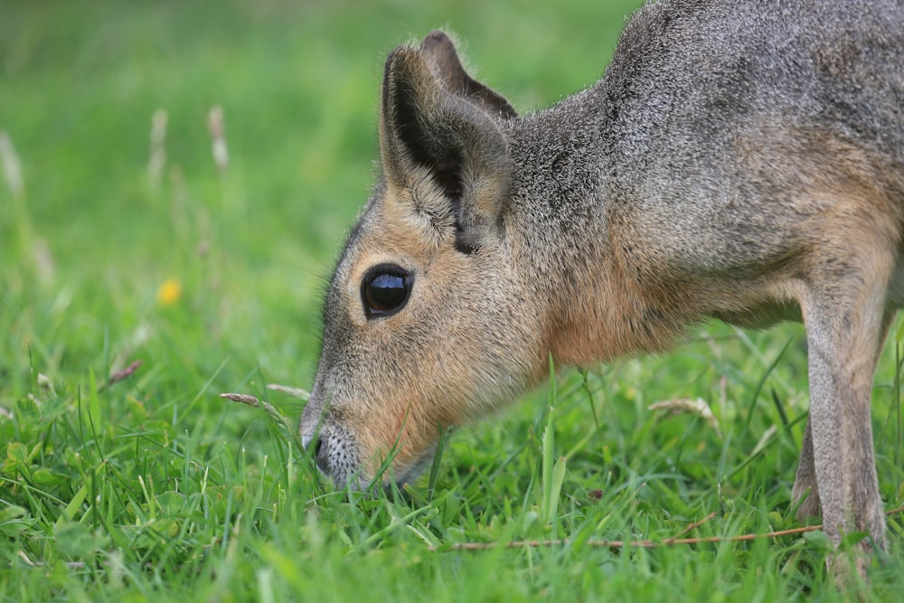 Ciervo marrón comiendo hierba verde