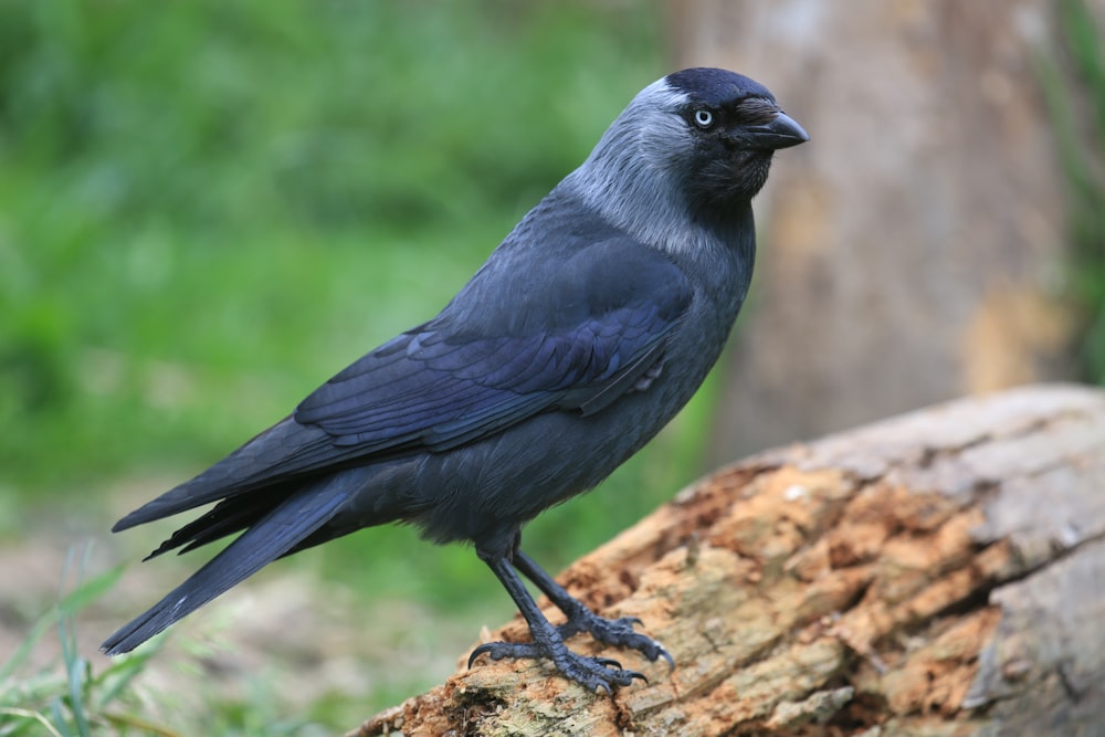 Schwarzer Vogel auf Baum