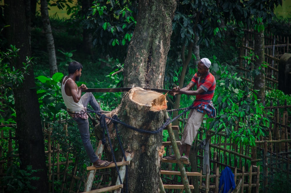 two man cutting standing on ladder and cutting tree