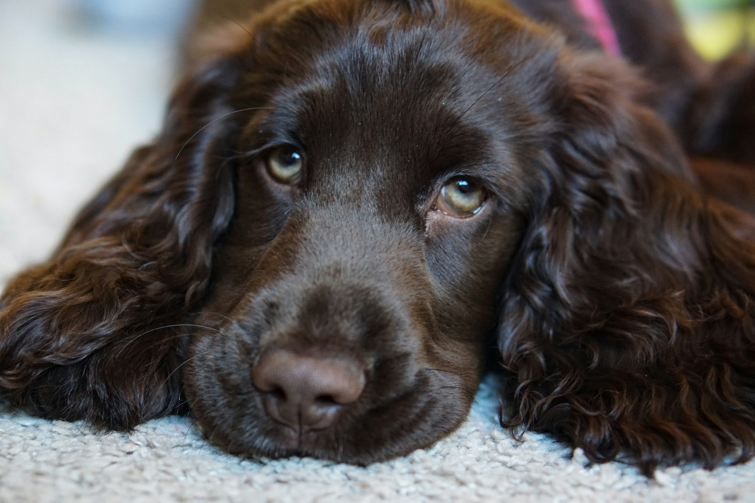 All About The Cocker Spaniel