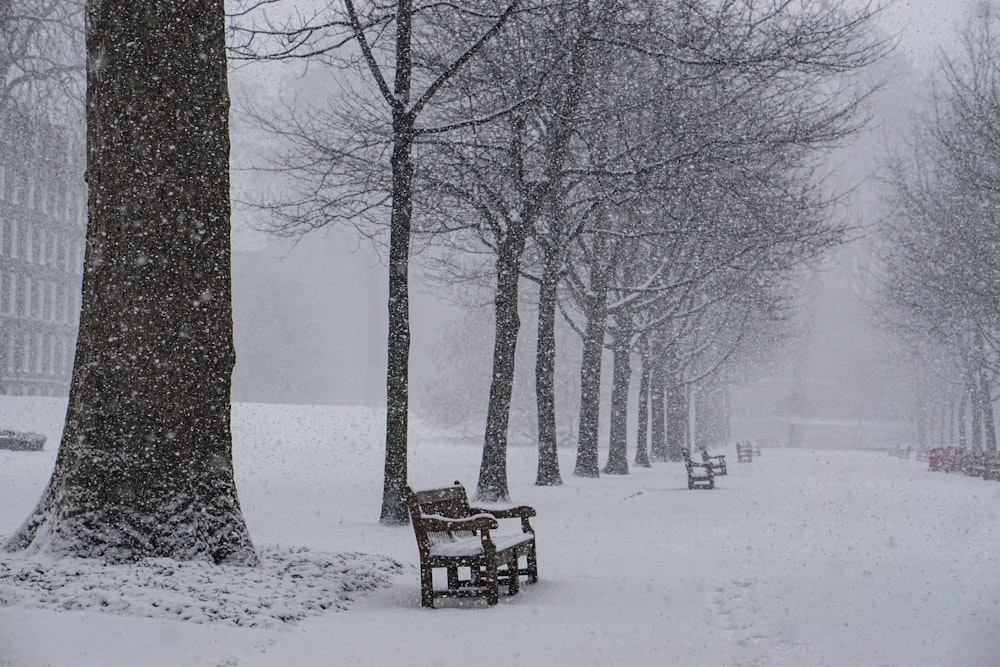 bancs et arbres recouverts de neige