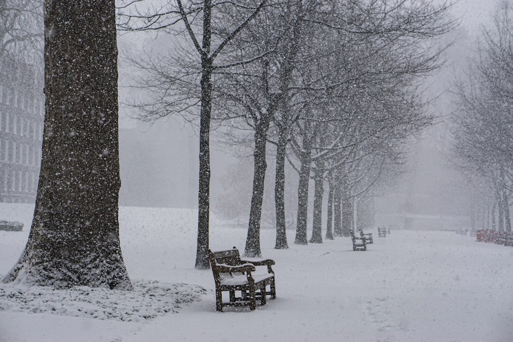 benches and trees covered with snow