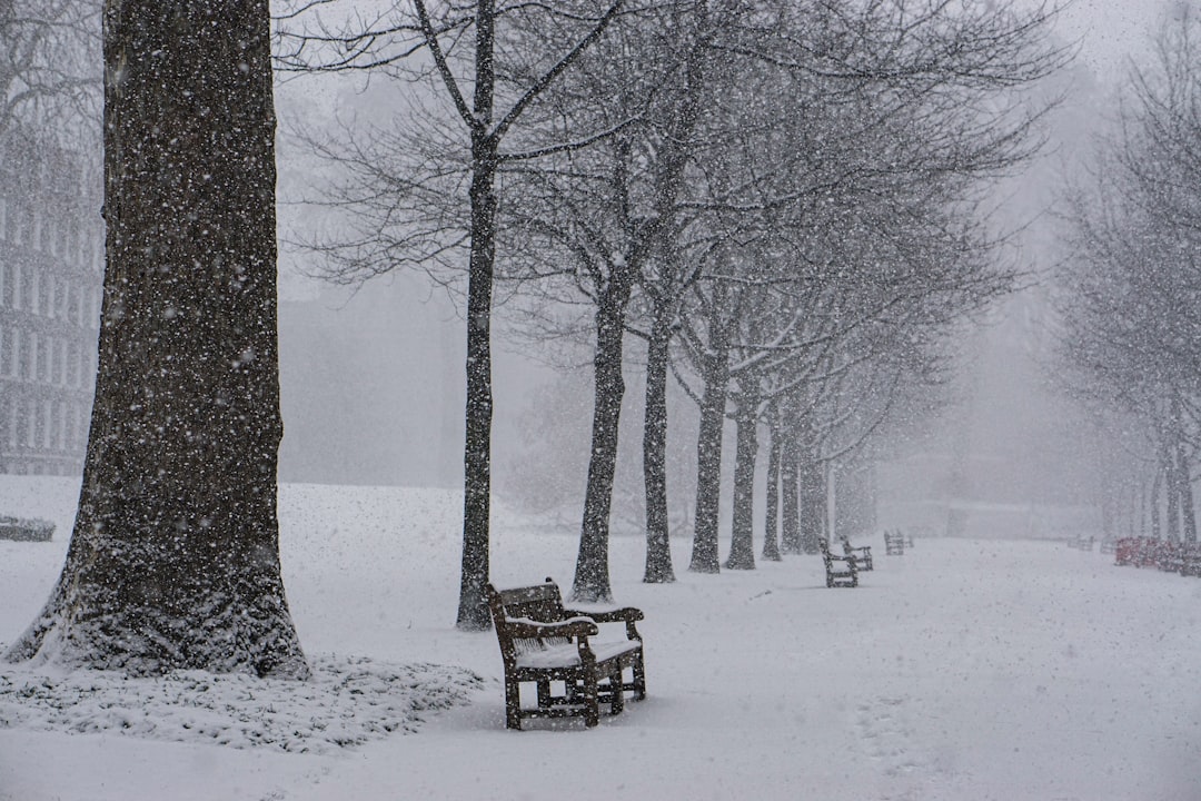 benches and trees covered with snow,