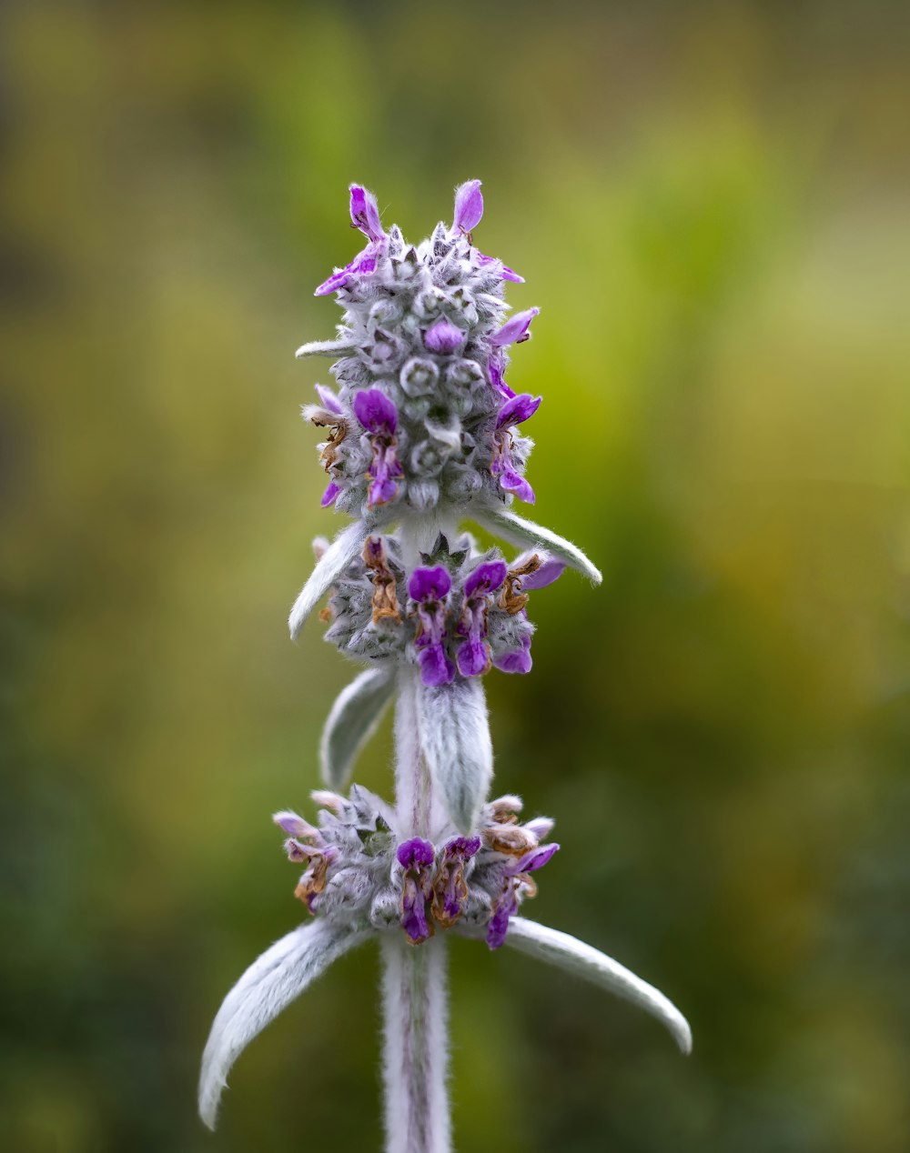 Un primer plano de una flor con un fondo borroso