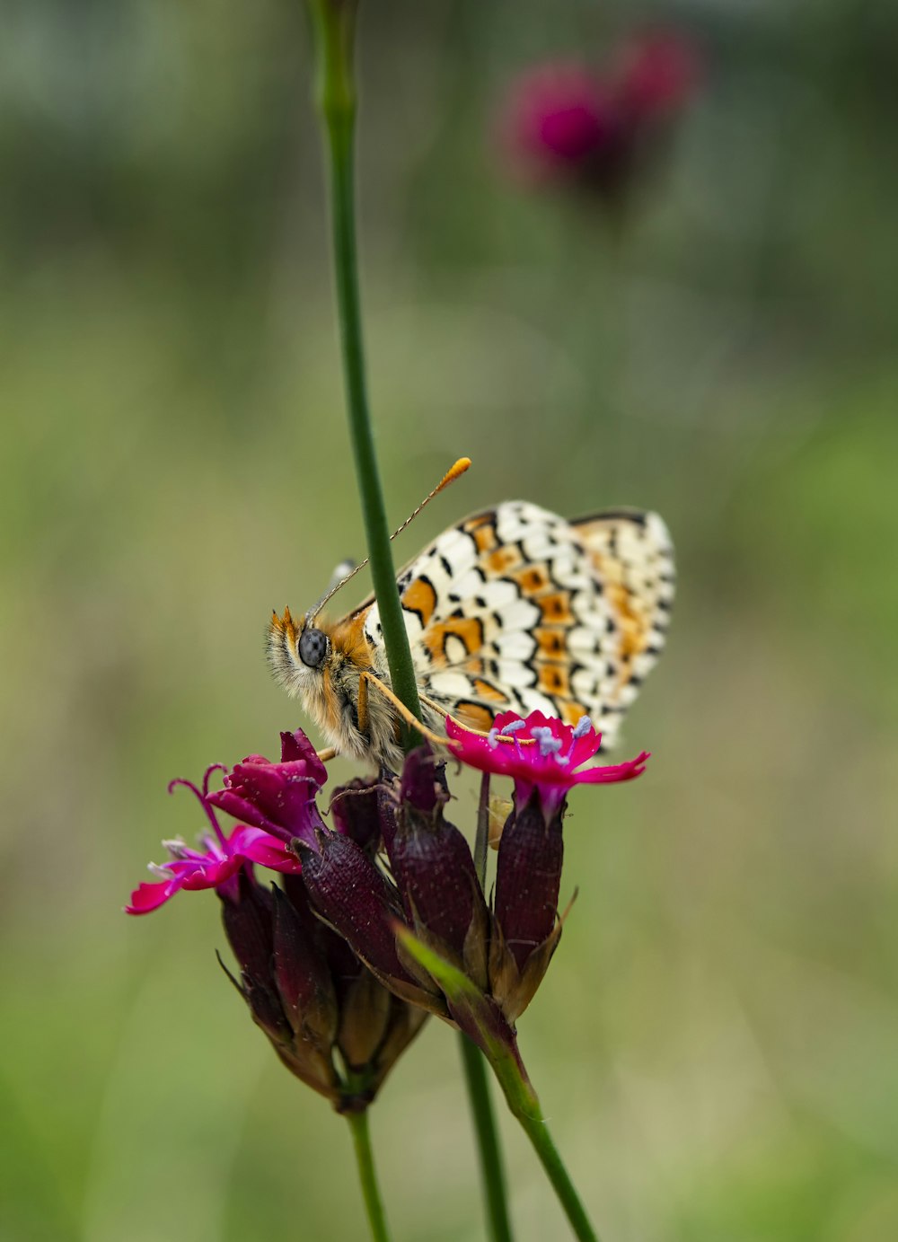 fotografia de foco seletivo de borboleta na flor