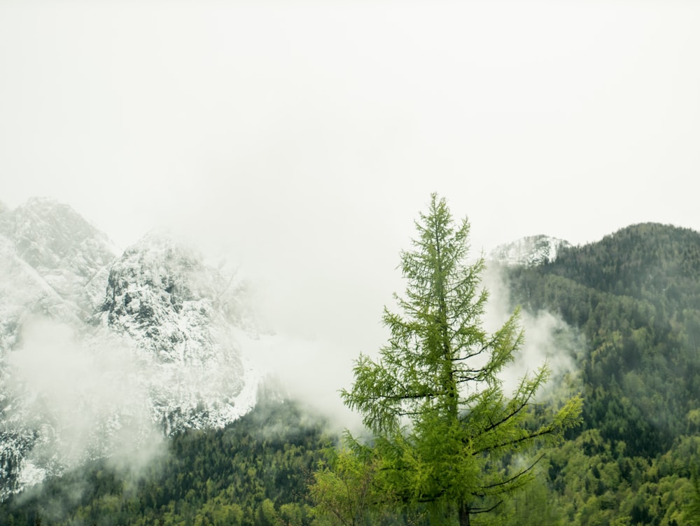 forest with fogs