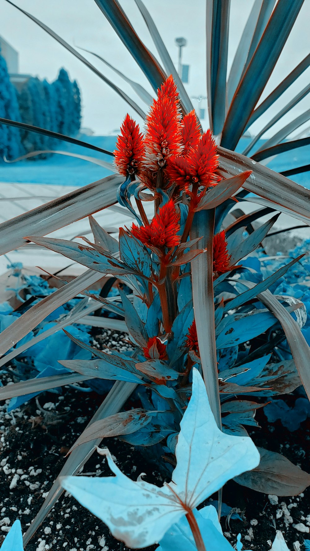 red-petaled flowers with green leaves