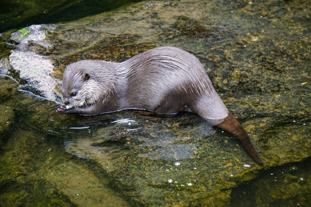 animal drinking water