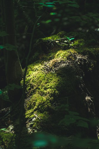 Photo 1559506199 6cb7d6cd5662?q=85&w=500&h=500&fit=crop