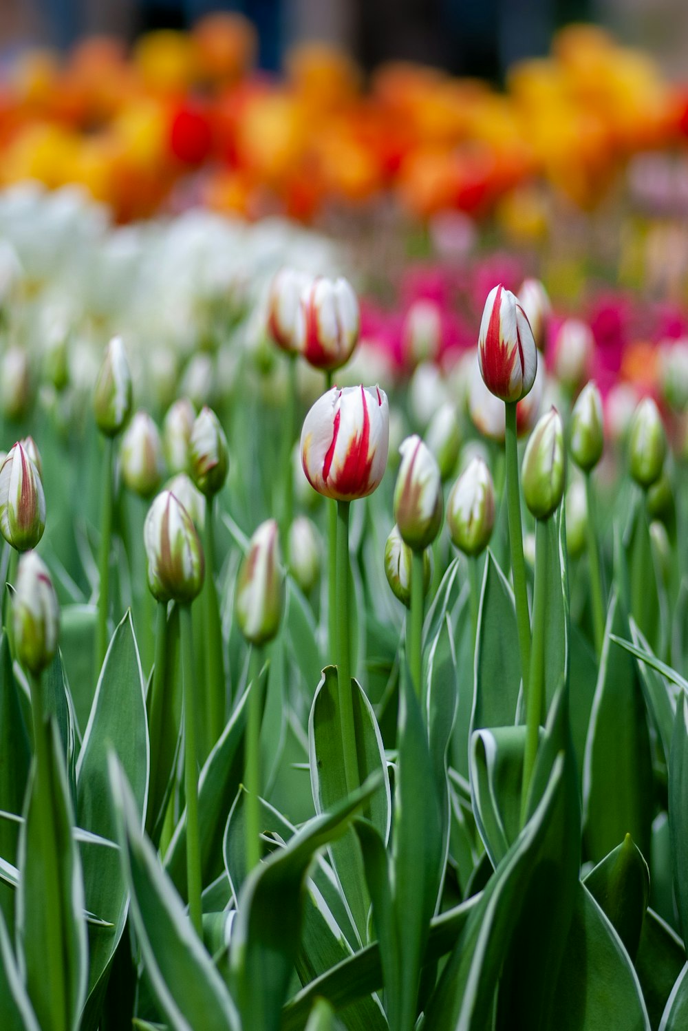 Fotografía de enfoque selectivo de flores de tulipán rojas y blancas