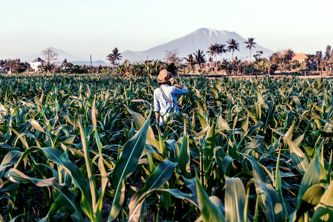 man standing on corn field