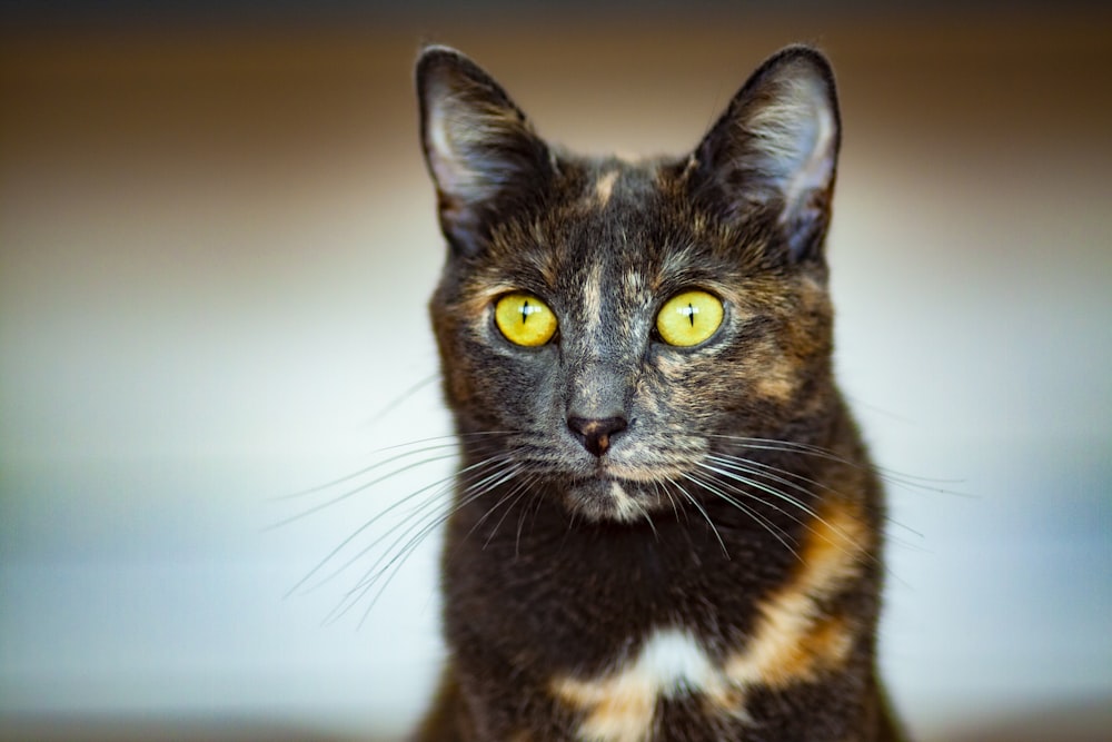 tortoiseshell cat in close-up photography