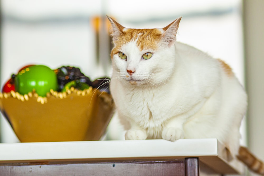 white and orange tabby cat