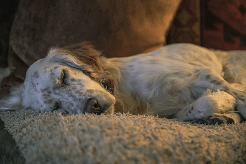 dog lying on ground