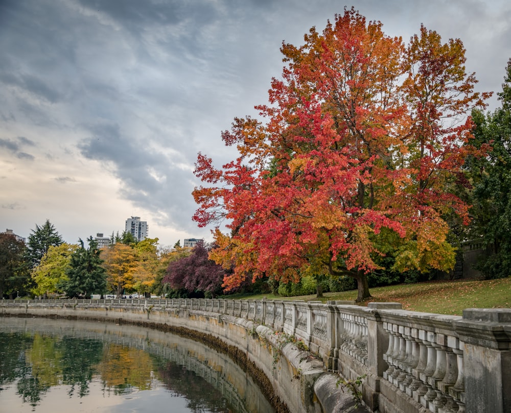 red and green tree