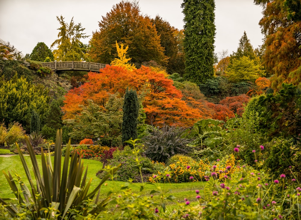 green and orange leafed plants during daytime