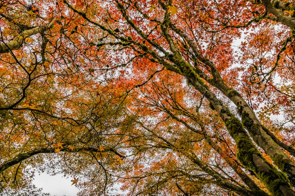 red and green tree