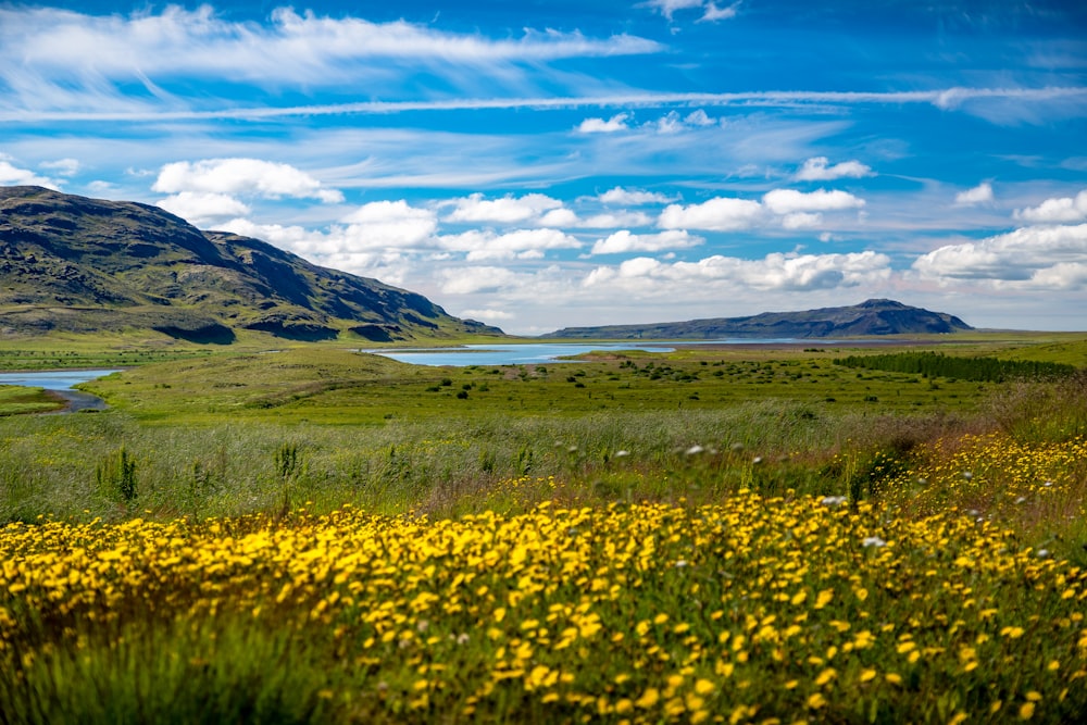 yellow flower field during cloudy day