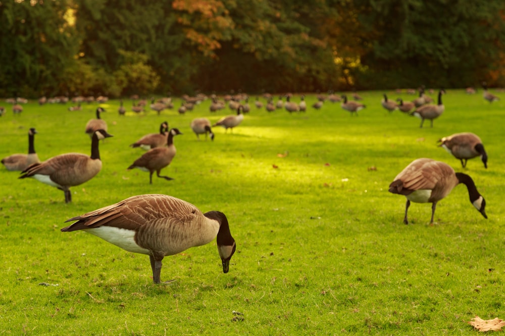 brown ducks