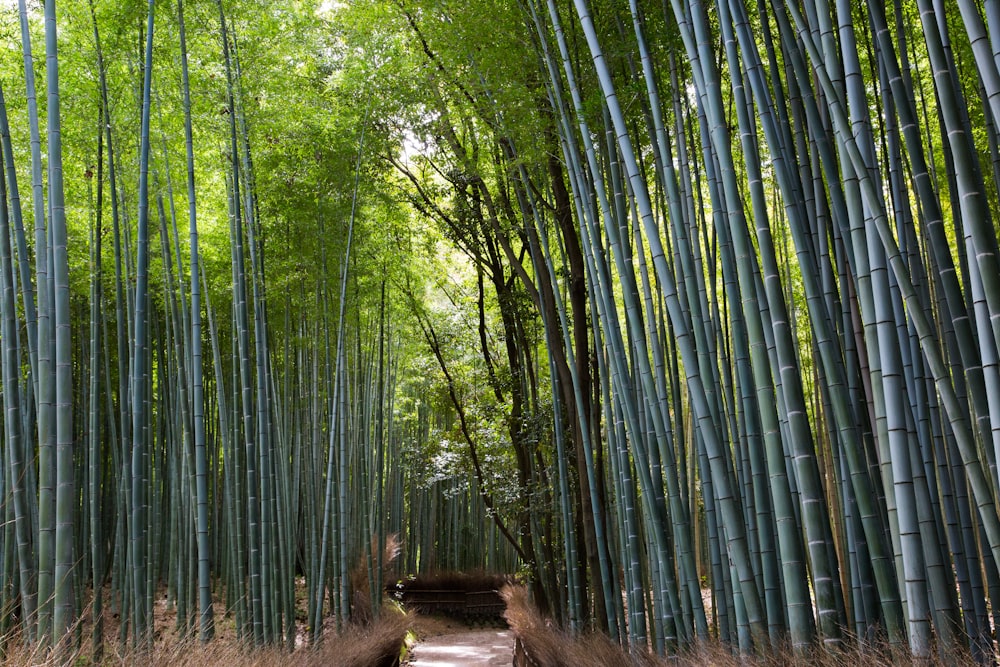 narrow pathway between tall green bamboo trees
