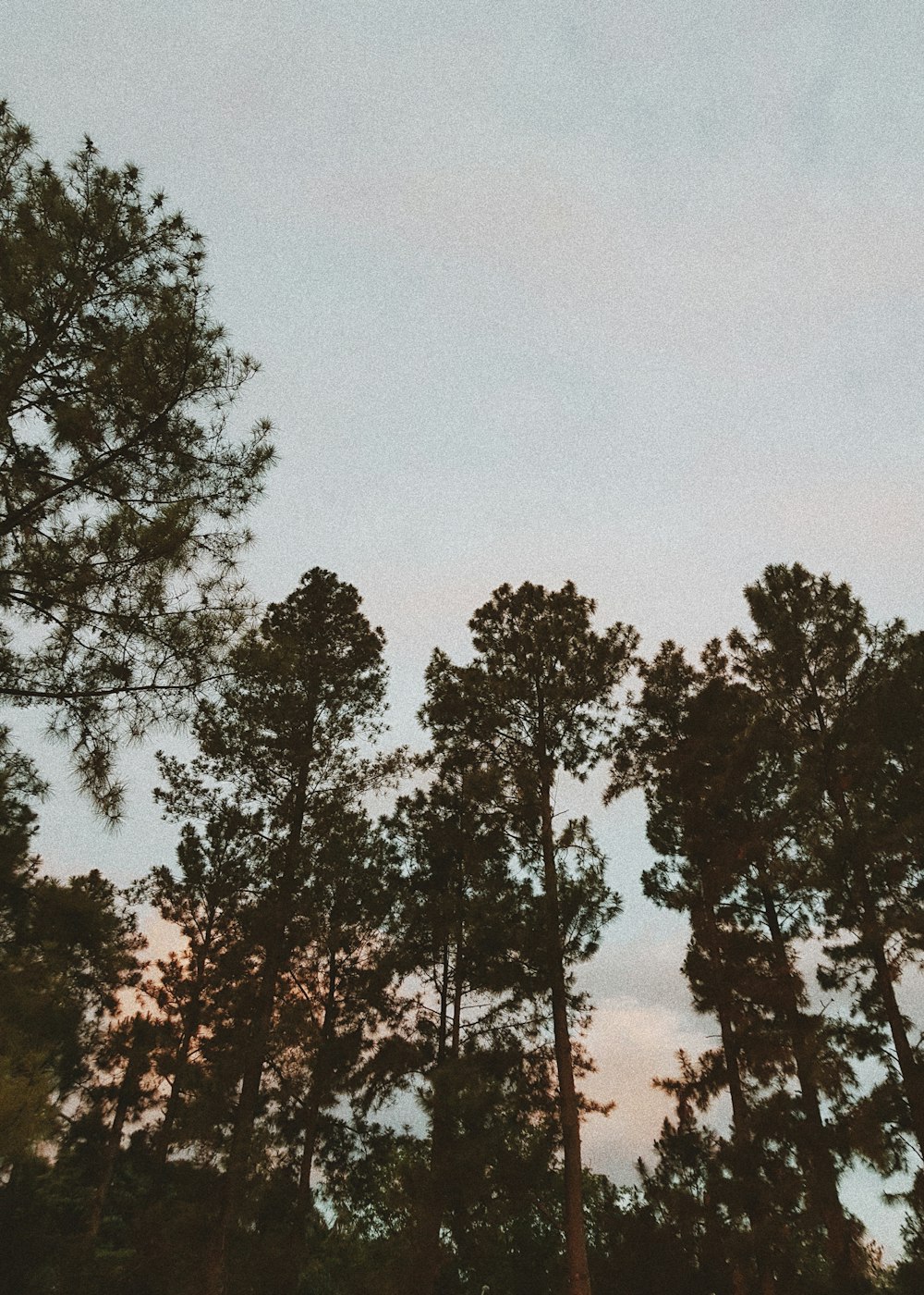 low-angle photography of forest