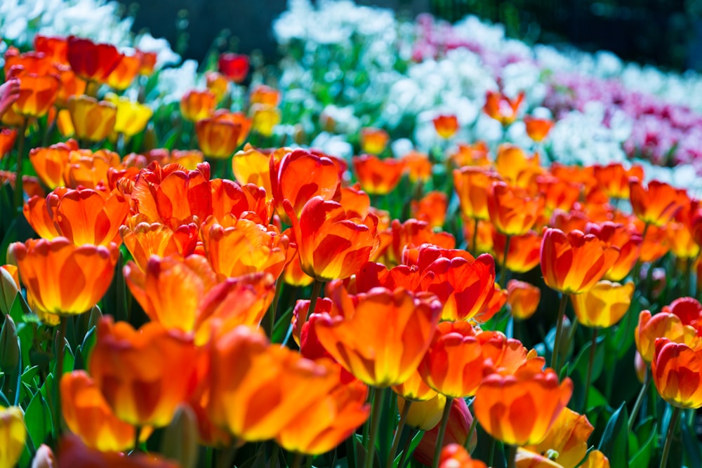 orange-and-red tulips