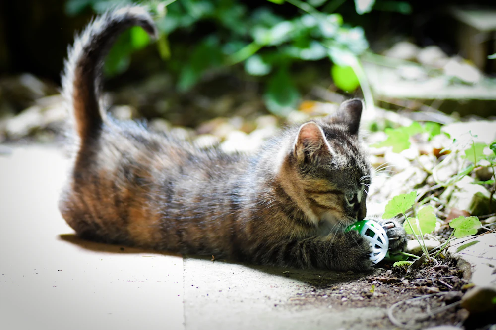 廊下で身を低くしておもちゃを狙う猫