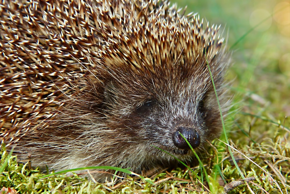 brown hedgehog