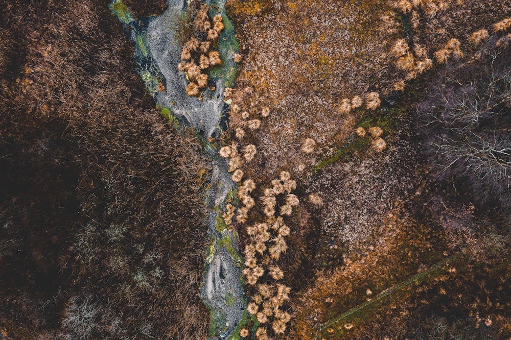 aerial photography of brown and green grass and river