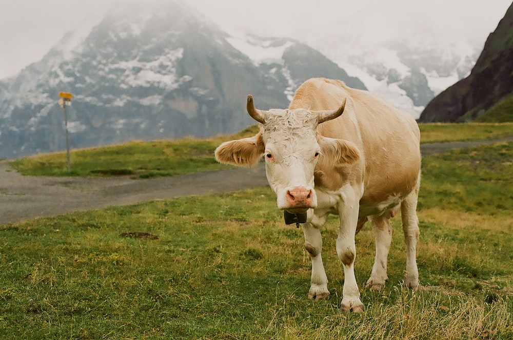 mucca marrone su erba verde