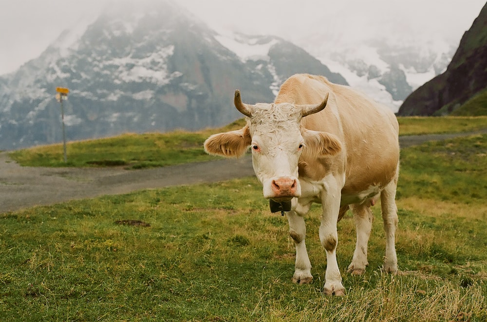 vache brune sur herbe verte