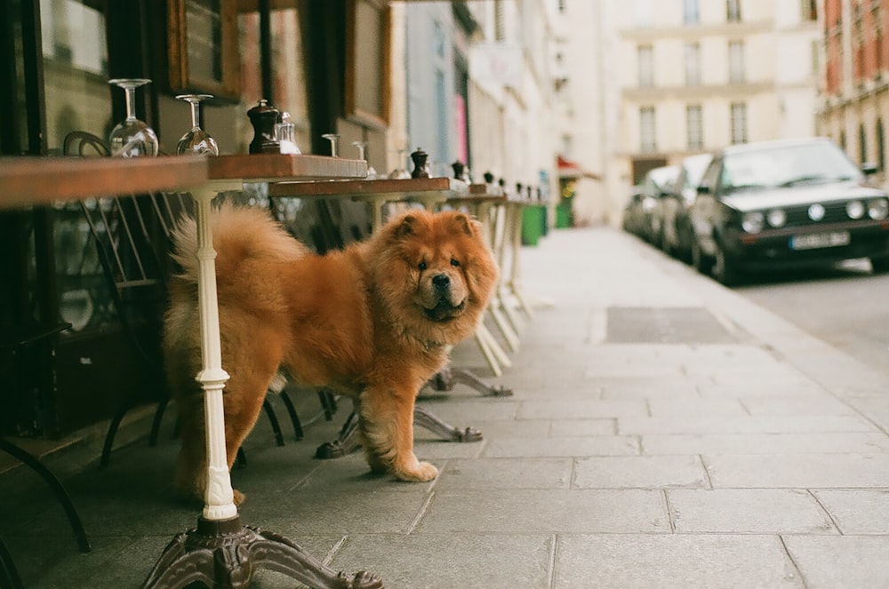 Ausgewachsener brauner Chow-Chow