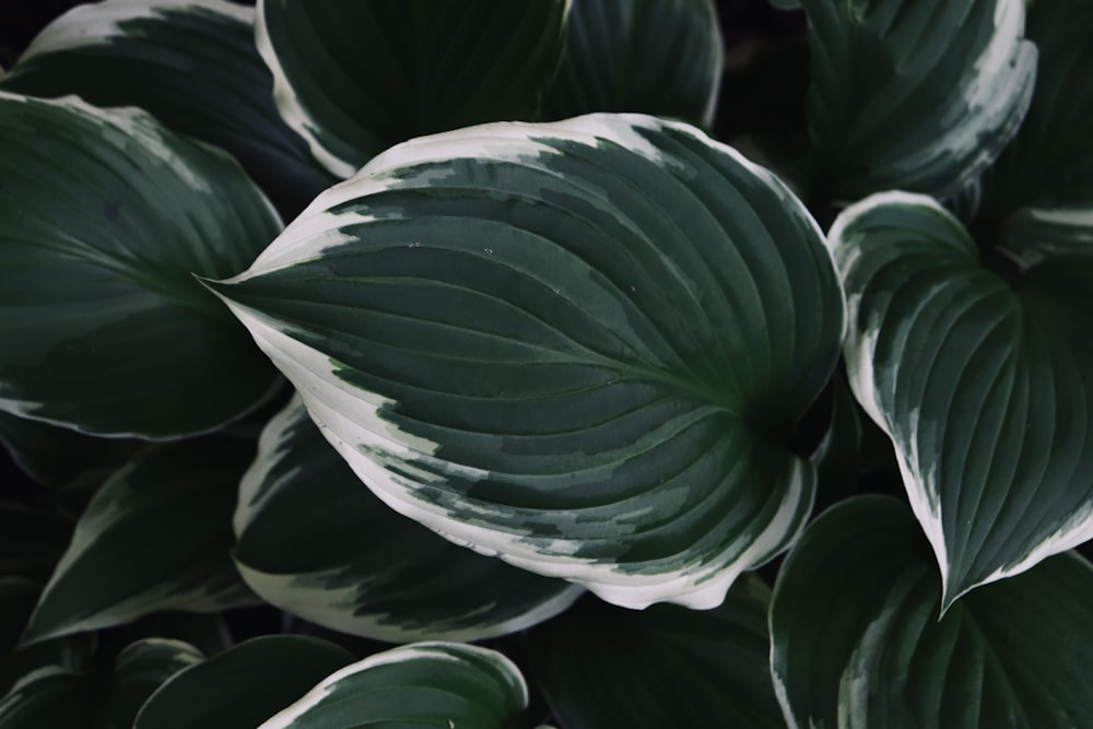 white-trim green leaves