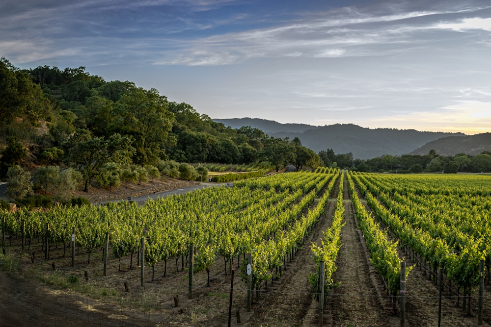 green grape vine farm