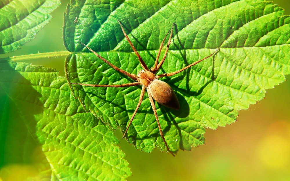 macro photography of brown spider