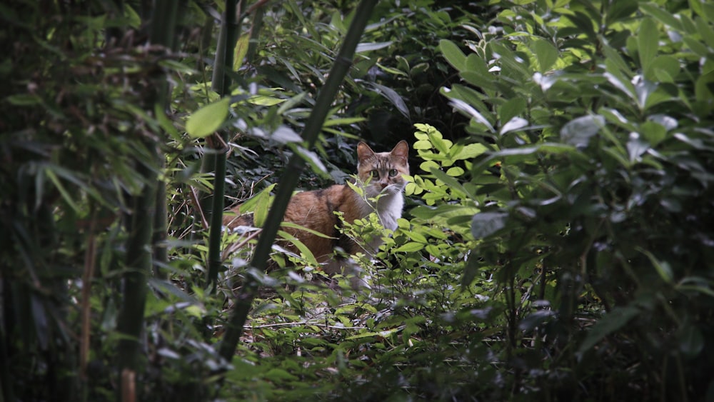 brown cat surrounded by green plants