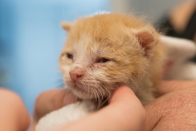 A small, fluffy orange and white kitten is being gently cradled in human hands. Its fur appears slightly wet, and it has its eyes partially closed, conveying a sense of calm or drowsiness.