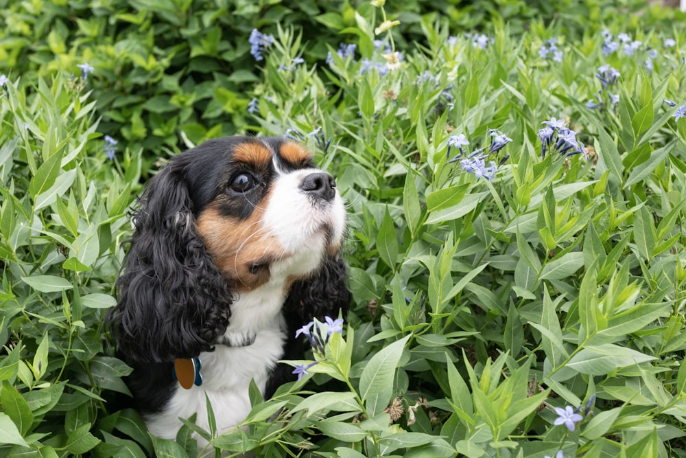 Foto perro rodeado de flores – Imagen Mamífero gratis en Unsplash