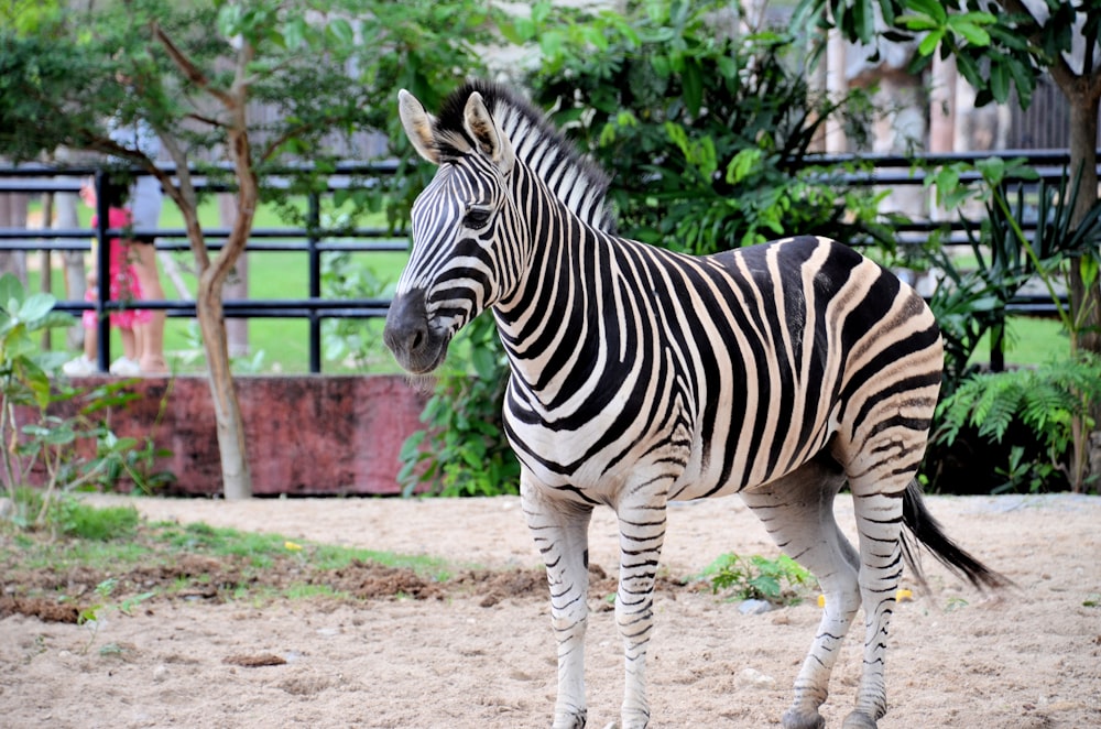 Zebra in fence