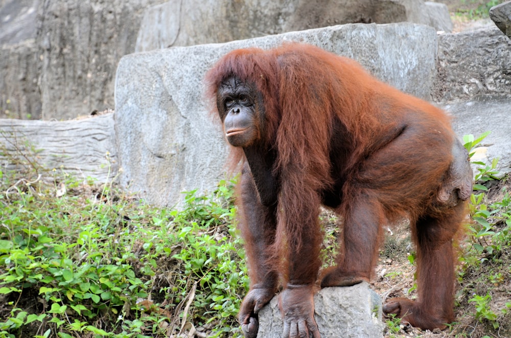 brown orangutan