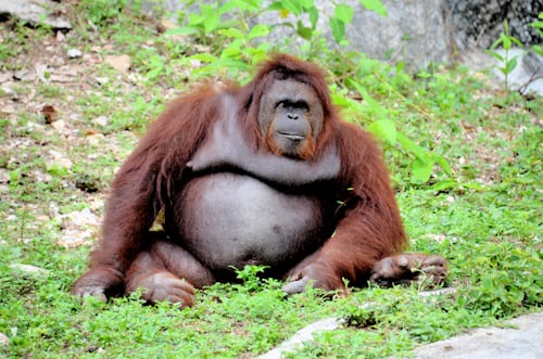 What is an Orangutan?