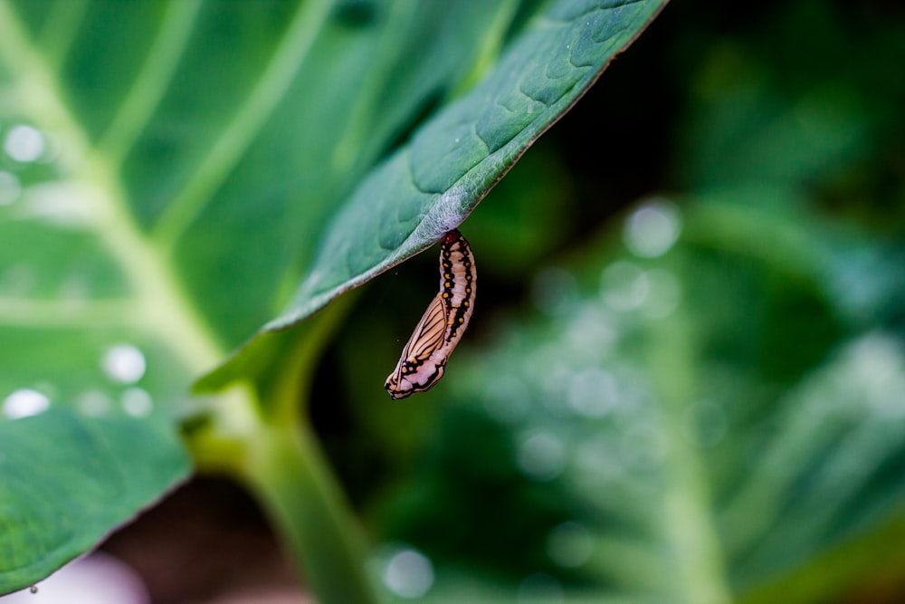 black insect n leaf